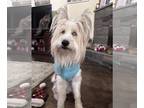 Briard Mix DOG FOR ADOPTION RGADN-1215599 - Keller - Briard / Mixed (long coat)