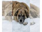 Great Pyrenees-Saint Bernard Mix DOG FOR ADOPTION RGADN-1215602 - George - Great