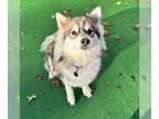 Pomsky DOG FOR ADOPTION RGADN-1215603 - Freya - Pomeranian / Siberian Husky /