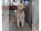 Goldendoodle DOG FOR ADOPTION RGADN-1215608 - Leonardo - Golden Retriever /