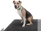 American Pit Bull Terrier Mix DOG FOR ADOPTION RGADN-1215618 - Wonderboy -