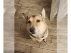 German Shepherd Dog Mix DOG FOR ADOPTION RGADN-1215619 - ROSCO#8 - German