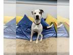 American Pit Bull Terrier Mix DOG FOR ADOPTION RGADN-1215622 - CLYDE - Pit Bull