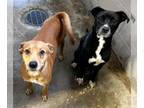 Basenji Mix DOG FOR ADOPTION RGADN-1215625 - King - Basenji / Terrier / Mixed