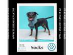 Labrador Retriever Mix DOG FOR ADOPTION RGADN-1215626 - Socks (Toasty Toe Beans)