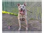 American Pit Bull Terrier DOG FOR ADOPTION RGADN-1215635 - LUCIE - Pit Bull