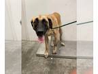 Bullmastiff Mix DOG FOR ADOPTION RGADN-1215641 - LATTE - Belgian Shepherd