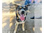 Australian Shepherd-German Shepherd Dog Mix DOG FOR ADOPTION RGADN-1215645 -