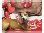 Bullboxer Pit DOG FOR ADOPTION RGADN-1215647 - MISO - Pit Bull Terrier / Boxer /