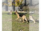 German Shepherd Dog Mix DOG FOR ADOPTION RGADN-1215654 - Akira - German Shepherd