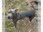 American Pit Bull Terrier Mix DOG FOR ADOPTION RGADN-1215655 - Ringo - Pit Bull