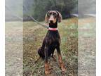 Doberman Pinscher DOG FOR ADOPTION RGADN-1215656 - Violet - Doberman Pinscher