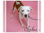 Staffordshire Bull Terrier Mix DOG FOR ADOPTION RGADN-1215660 - *CHICKEN -