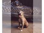 American Pit Bull Terrier DOG FOR ADOPTION RGADN-1215662 - WHITNEY - Pit Bull