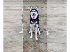 Huskies Mix DOG FOR ADOPTION RGADN-1215672 - Homer - Husky / Mixed Dog For