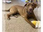 Labrador Retriever Mix DOG FOR ADOPTION RGADN-1215680 - Coco - Labrador