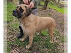 Mastiff DOG FOR ADOPTION RGADN-1215691 - Bella - Mastiff (medium coat) Dog For