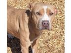 Adopt BELL a Pit Bull Terrier, Mixed Breed