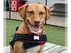 Labrador Retriever Mix DOG FOR ADOPTION RGADN-1215698 - Gigi - Labrador
