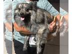 Pomeranian-pomeranian spitz Mix DOG FOR ADOPTION RGADN-1215700 - Rio -