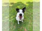 Pointer Mix DOG FOR ADOPTION RGADN-1215704 - BERTHA (COURTESY POST) - Australian