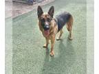 German Shepherd Dog DOG FOR ADOPTION RGADN-1215708 - Holly 3034 - German