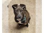 American Staffordshire Terrier Mix DOG FOR ADOPTION RGADN-1215716 - Peanut -