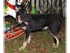 German Shepherd Dog DOG FOR ADOPTION RGADN-1215719 - ACE-11 mth -Neuter Contract
