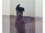 Doberman Pinscher DOG FOR ADOPTION RGADN-1215728 - BUGSY - Doberman Pinscher