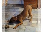 Boxer-Doberman Pinscher Mix DOG FOR ADOPTION RGADN-1215737 - Loki - Boxer /