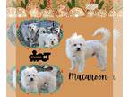 Lhasa Apso Mix DOG FOR ADOPTION RGADN-1215738 - Macaroon - Lhasa Apso / Terrier
