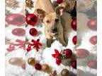 Labrador Retriever-Thai Ridgeback Mix DOG FOR ADOPTION RGADN-1215740 - MuÃ±eca