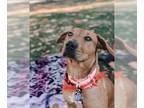 American Pit Bull Terrier Mix DOG FOR ADOPTION RGADN-1215741 - *CIDER - Pit Bull