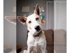 Carolina Dog Mix DOG FOR ADOPTION RGADN-1215749 - Kora - Carolina Dog / Mixed