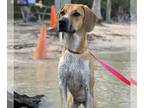 Beagle Mix DOG FOR ADOPTION RGADN-1215751 - Lily the dog* - Beagle / Hound /