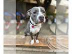 American Pit Bull Terrier DOG FOR ADOPTION RGADN-1215752 - Akira - Pit Bull