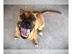 Boxer DOG FOR ADOPTION RGADN-1215769 - Tigger II - Boxer Dog For Adoption