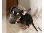 Beagle Mix DOG FOR ADOPTION RGADN-1215776 - Piper - Beagle / Mixed Dog For