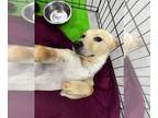 Labrador Retriever Mix DOG FOR ADOPTION RGADN-1215778 - Magic - Labrador