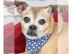 Puggle DOG FOR ADOPTION RGADN-1215781 - Tex - Pug / Beagle / Mixed Dog For