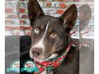 Huskies Mix DOG FOR ADOPTION RGADN-1215782 - Cora - Husky / Mixed Dog For