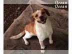 Beagle Mix DOG FOR ADOPTION RGADN-1215810 - Ocean - Beagle / Mixed (short coat)