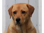 Labrador Retriever Mix DOG FOR ADOPTION RGADN-1215814 - Pula - Shepherd /