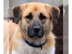 Anatolian Shepherd DOG FOR ADOPTION RGADN-1215817 - Becca - Anatolian Shepherd