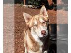 Mix DOG FOR ADOPTION RGADN-1215819 - Sheldon - Husky (medium coat) Dog For