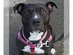 Staffordshire Bull Terrier Mix DOG FOR ADOPTION RGADN-1215822 - Kya -