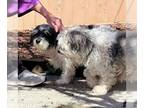 Havanese Mix DOG FOR ADOPTION RGADN-1215830 - Cooper & Loki - Havanese / Mixed