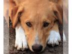 German Shepherd Dog-Huskies Mix DOG FOR ADOPTION RGADN-1215831 - Simba - Husky /