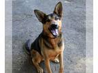 German Shepherd Dog Mix DOG FOR ADOPTION RGADN-1215836 - Dexter - German