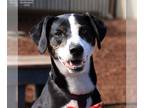 Border Collie-Whippet Mix DOG FOR ADOPTION RGADN-1215837 - Andy - Whippet /